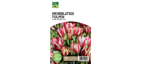 Tulpen mehrblütig 