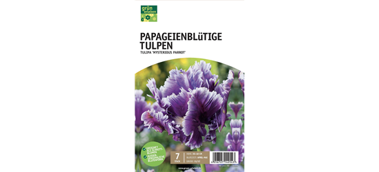 Papageien-Tulpen