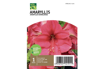 Amaryllis Dunkel 