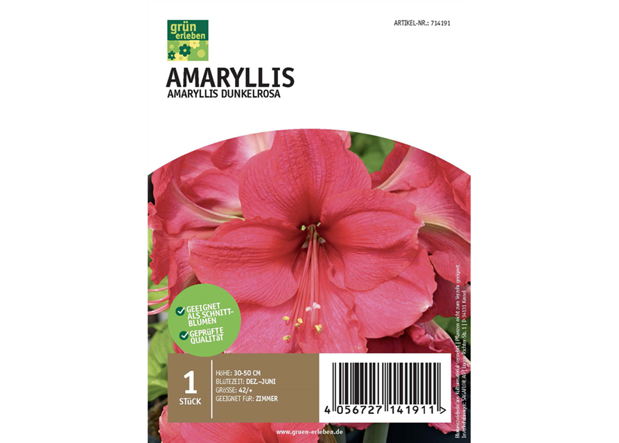 Amaryllis Dunkel 