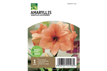 Amaryllis