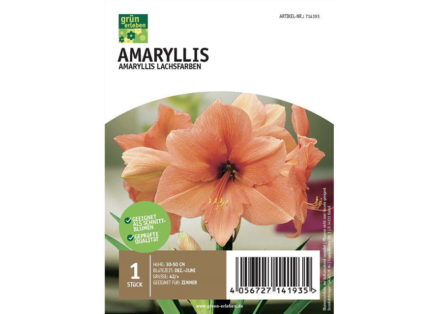 Amaryllis