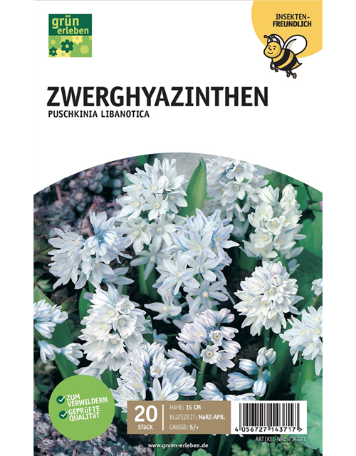 Zwerghyazinthe