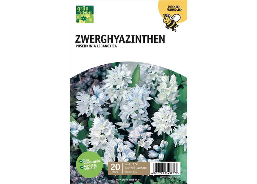 Zwerghyazinthe