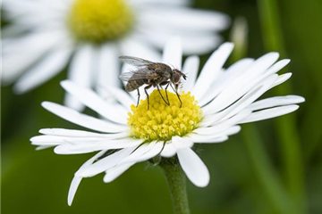 BIOLOGISCHER PFLANZENSCHUTZ IM GARTEN