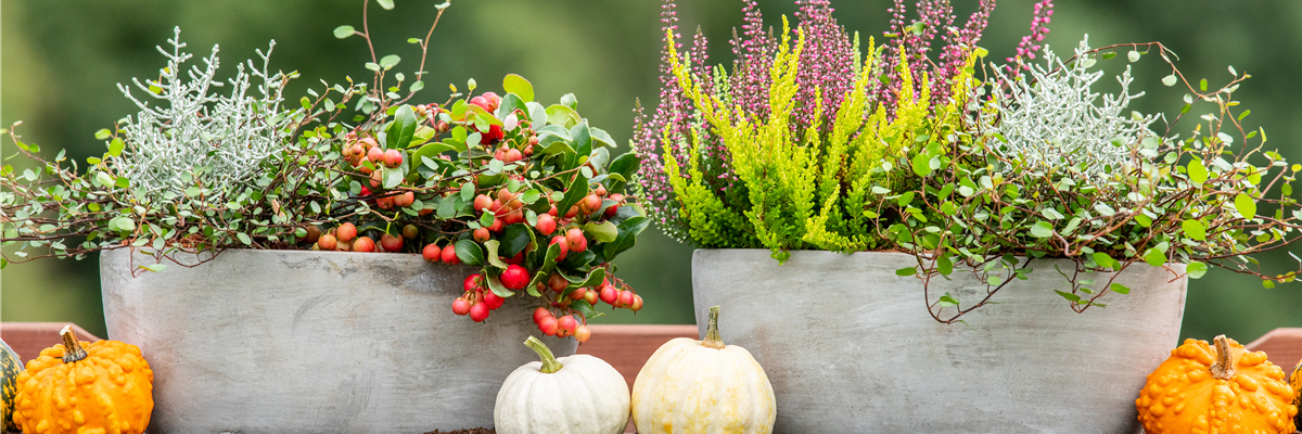 Pflanzgefäße im Herbst - Ambiente