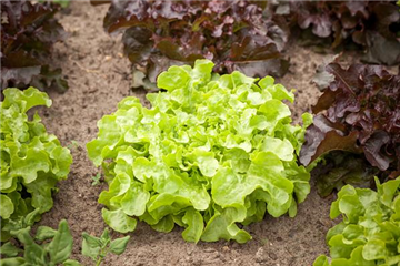 DA HABEN WIR DEN SALAT