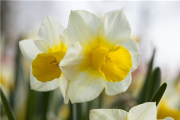 DAS GARTENPARADIES FüR OSTERHASEN