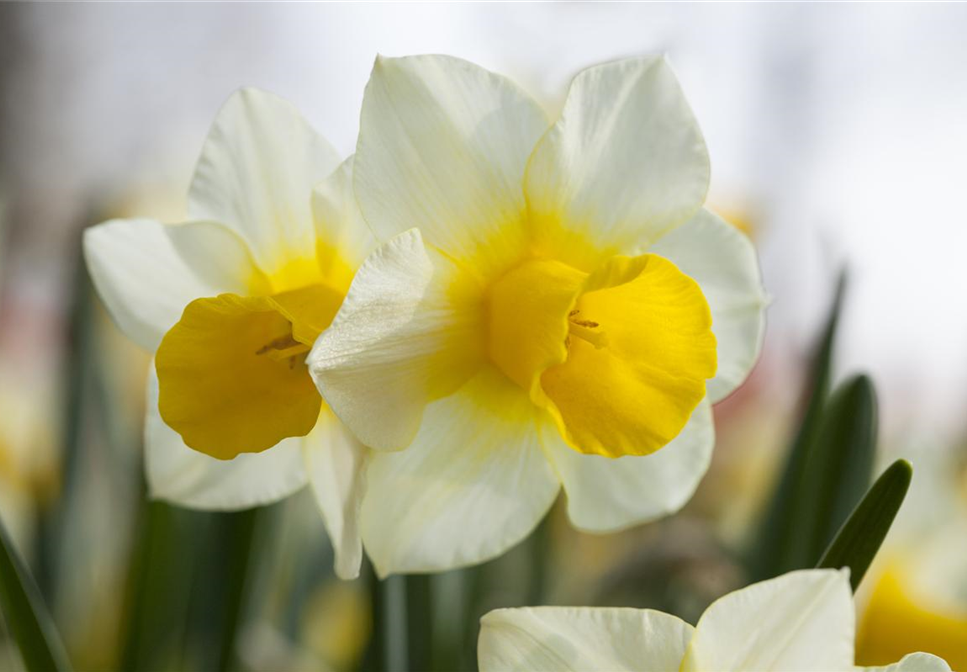 DAS GARTENPARADIES FüR OSTERHASEN