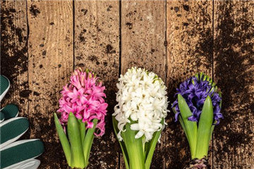 DER FRüHLING WIRD BUNT