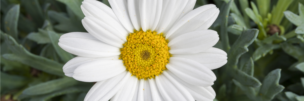 Leucanthemum