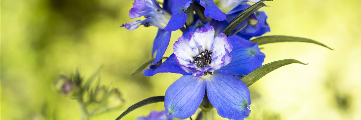 Delphinium, blau