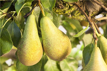 OBSTGARTEN FÜR KINDER