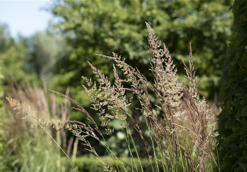 WIE GRäSER DEN GARTEN AUFWERTEN