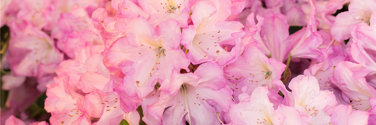 Rhododendron, duft