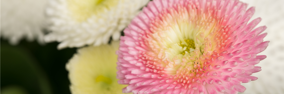 Bellis perennis