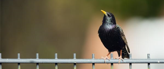 Frühlingsgefühle: Vögel in der Brutzeit