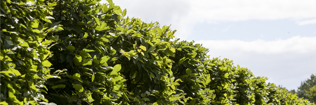 Carpinus betulus 'Frans Fontaine'