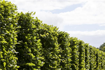 Die Hainbuche: Hecke und Vogelparadies