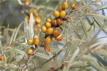 Piepmätze und andere hungrige Gartenbewohner