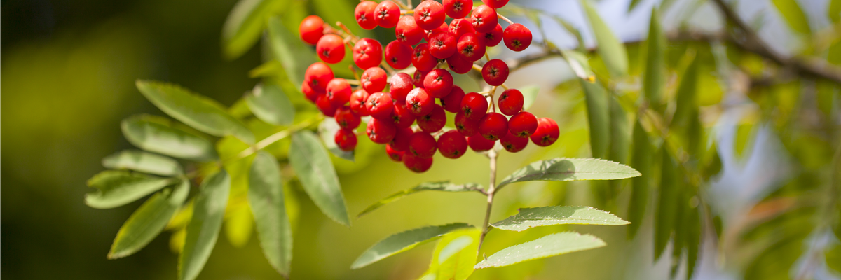 Sorbus aucuparia