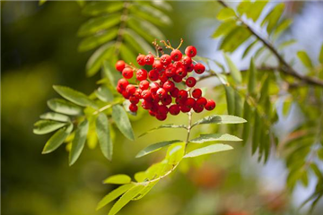 Sträucher für den naturnahen Garten