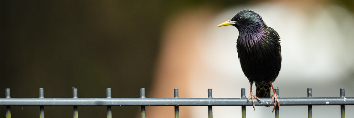 Sturnus vulgaris