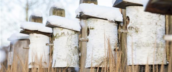 Hungrige Piepmätze im Winter füttern