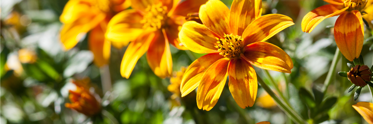 Bidens ferulifolia Bidy