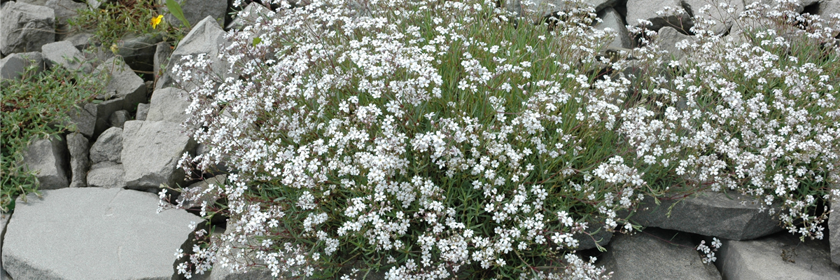 Gypsophila paniculata