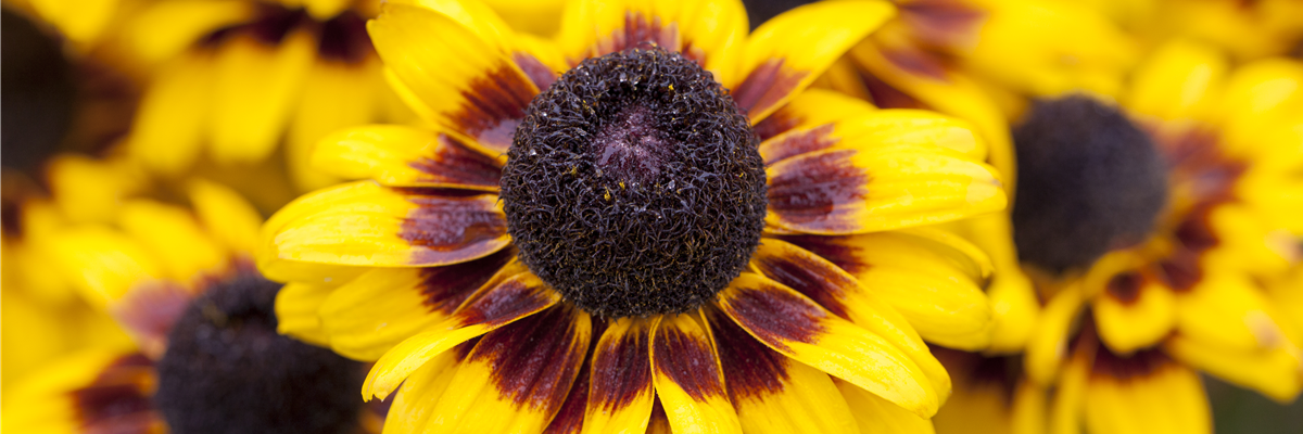 Echinacea