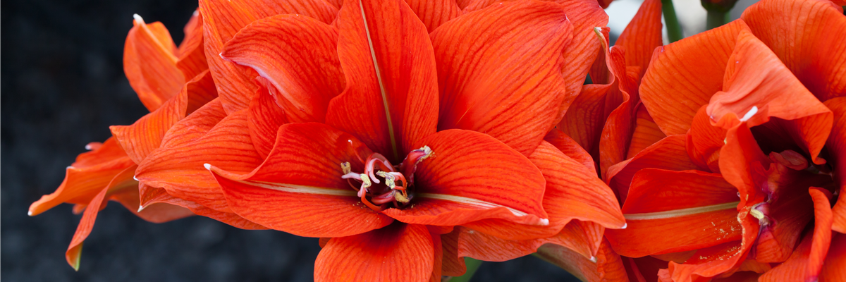 Hippeastrum 'Celica'®