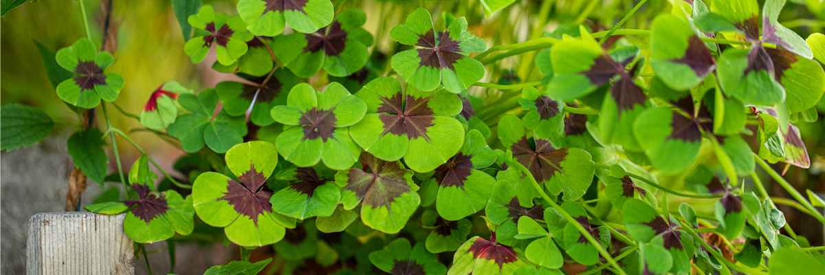 Oxalis deppei