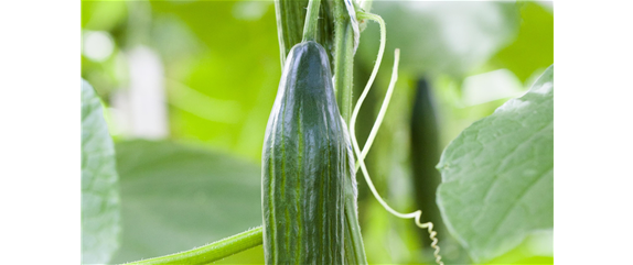 GESUND, GESüNDER, SELBSTVERSORGER!