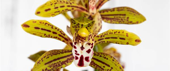 Cymbidium