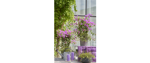 Pflanze des Monats Mai: Bougainvillea